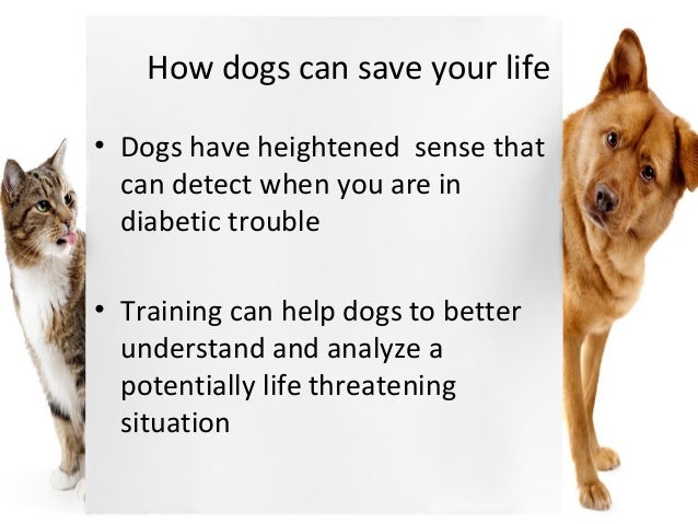 diabetic alert dog training diabetic alert dog training